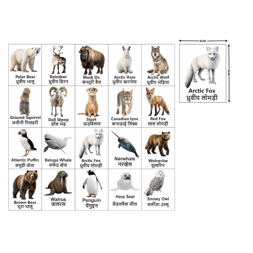 Arctic Animal Magnet Set 20 | Educational Fridge Magnets for Kids | Polar Bear, Reindeer, Arctic Fox, Penguin & More | Learning Toy for Home, School & Classroom Decor (4x5 cm)